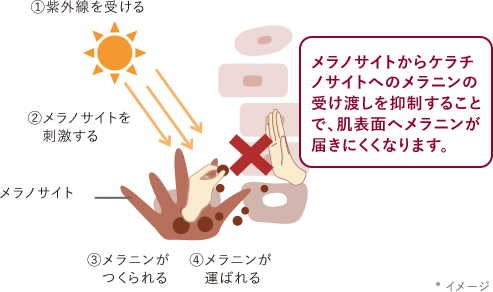 メラノサイトからケラチノサイトへのメラニンの受け渡しを抑制することで、肌表面へメラニンが届きにくくなります。*イメージ