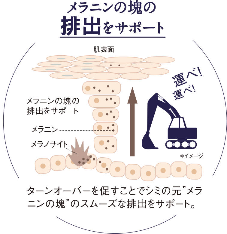 メラニンの塊の排出をサポートするイメージ図