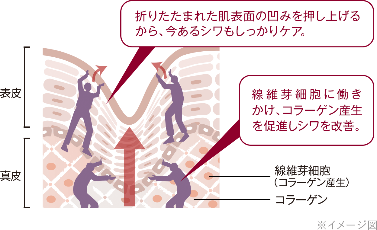 シワ改善イメージ図
