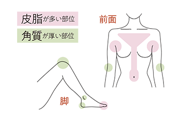皮脂が多い部位 角質が厚い部位