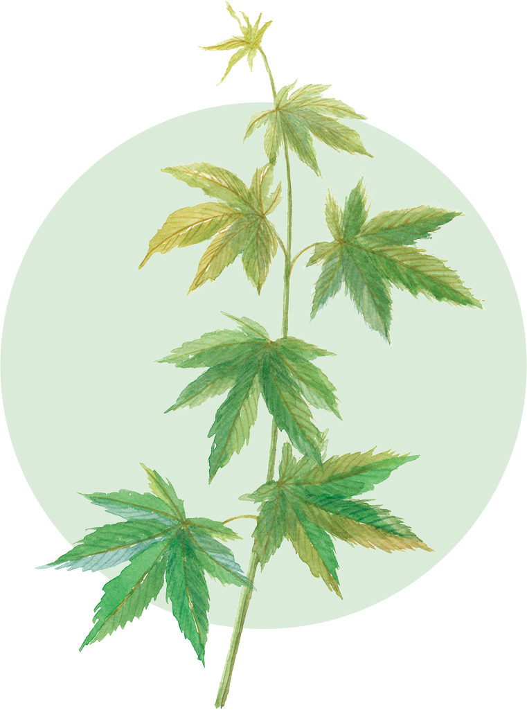 甜茶