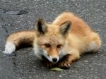 きのとさん