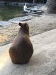 スヌスムムリクさん
